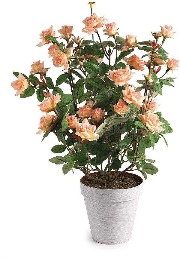 Baby Rosa in Vaso