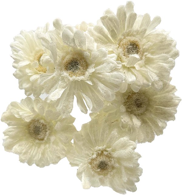 Rami di gerbera bianca con ghiaccio