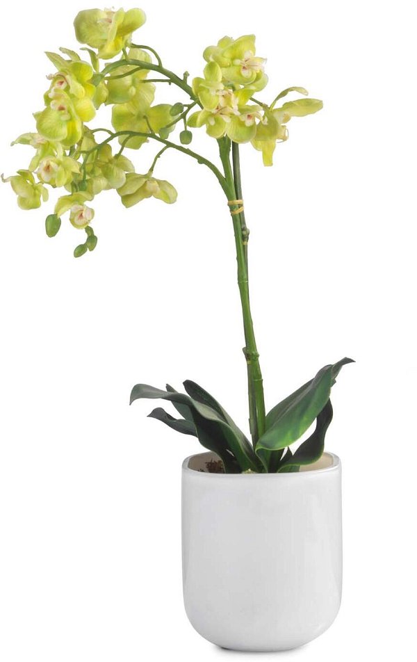 Orchidea Verde con Vaso in Ceramica