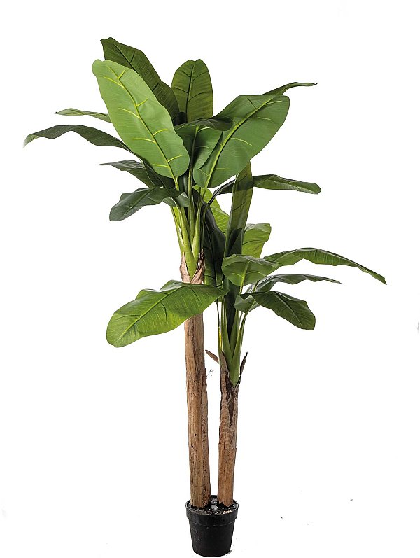 Pianta Banano in Vaso con 2 Tronchi