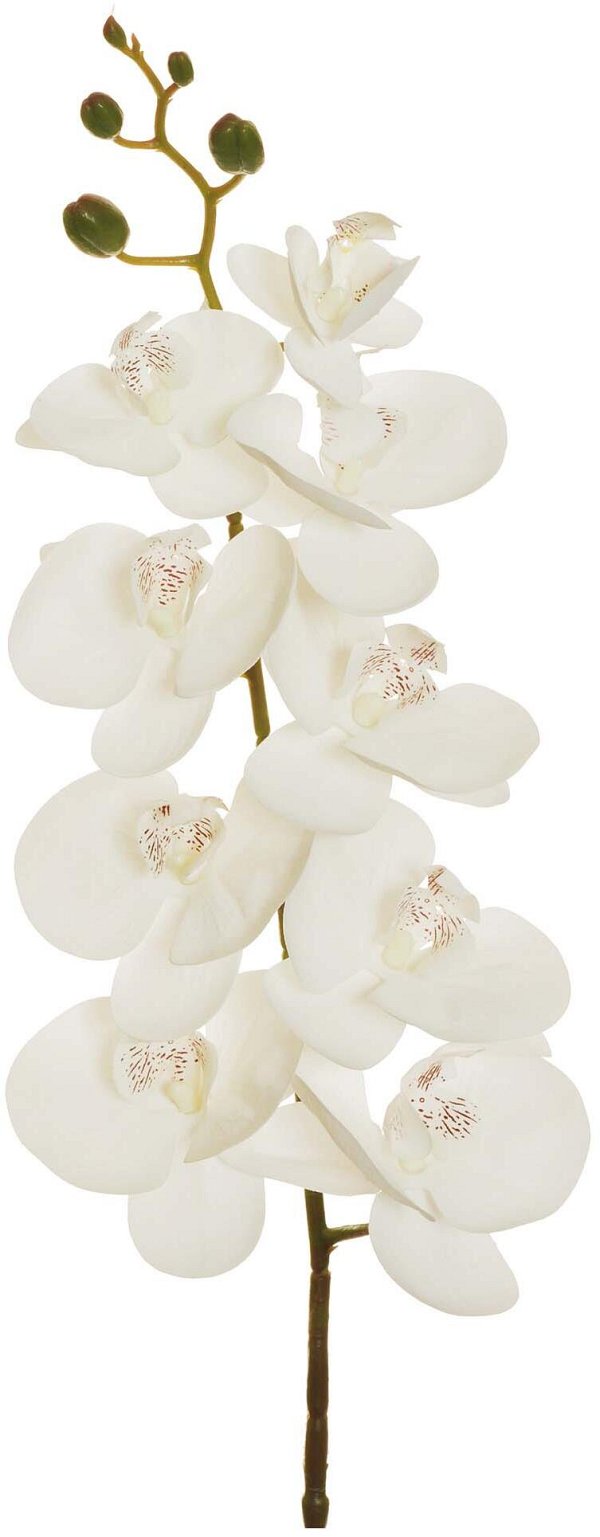 Ramo Phalaenopsis