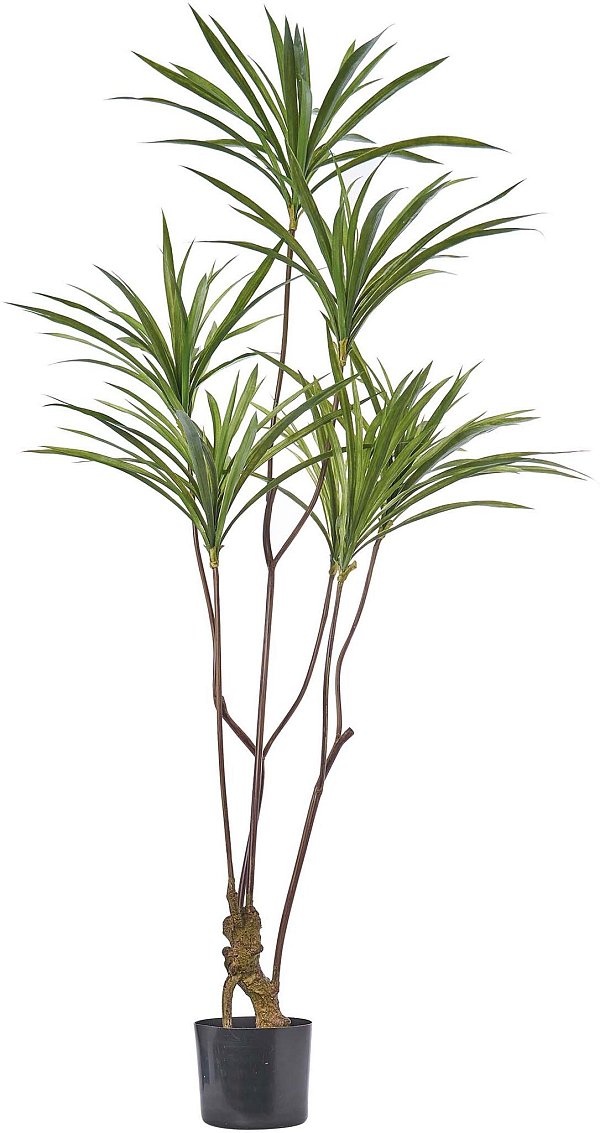 Pianta Yucca Verde con 7 Rami in Vaso