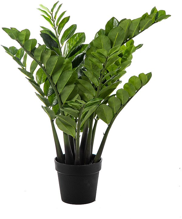 Pianta Zamifolia con 158 Foglie in Vaso
