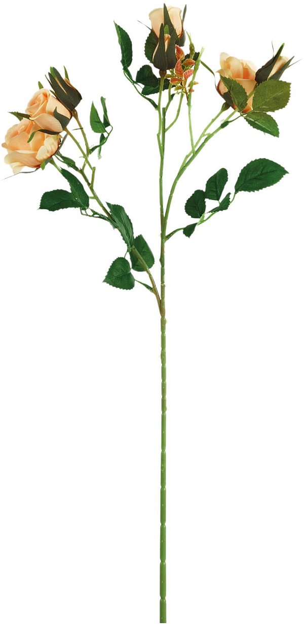 Tralci Rosa Aida