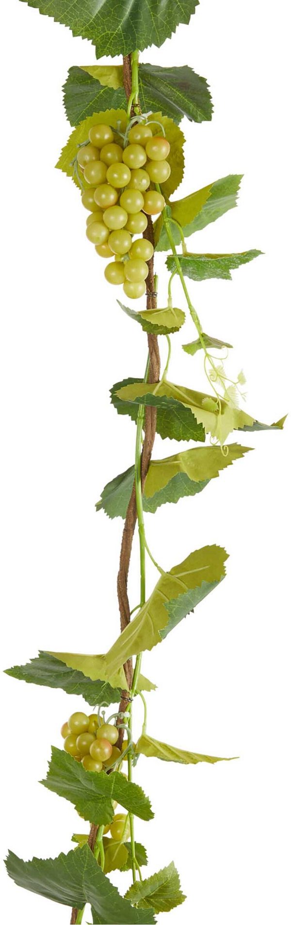 Tralcio Uva