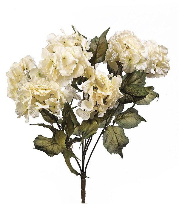 Bush Ortensie Crema con 7 Fiori