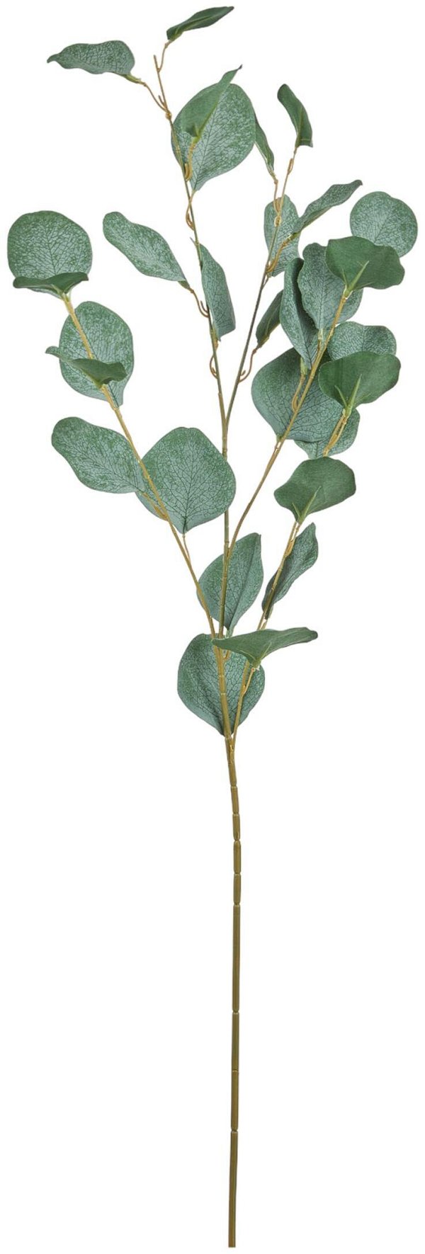 Rami Eucalypto Verde Chiaro