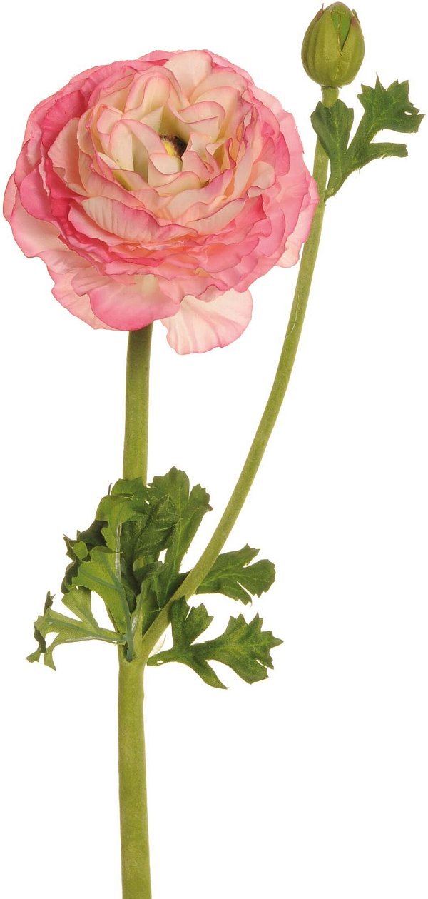 Rami Ranuncolo Rosa