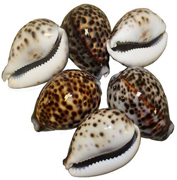 Conchiglie Tigris