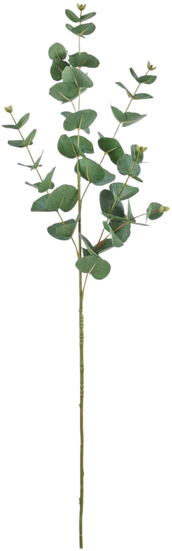 Rami Eucalypto Verde