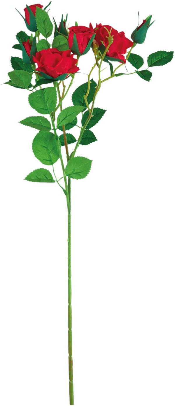 Tralci Rosa Aida