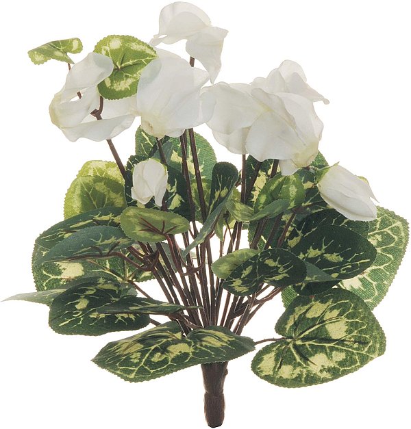 Bush Ciclamino con 10 Fiori Bianco