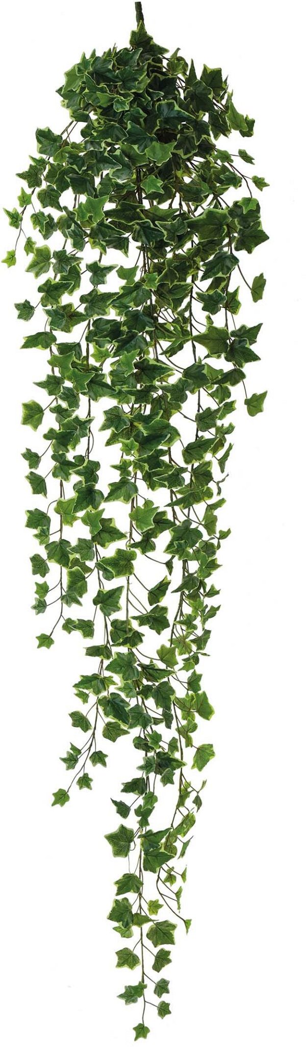 Bush Edera Variegata Pendente