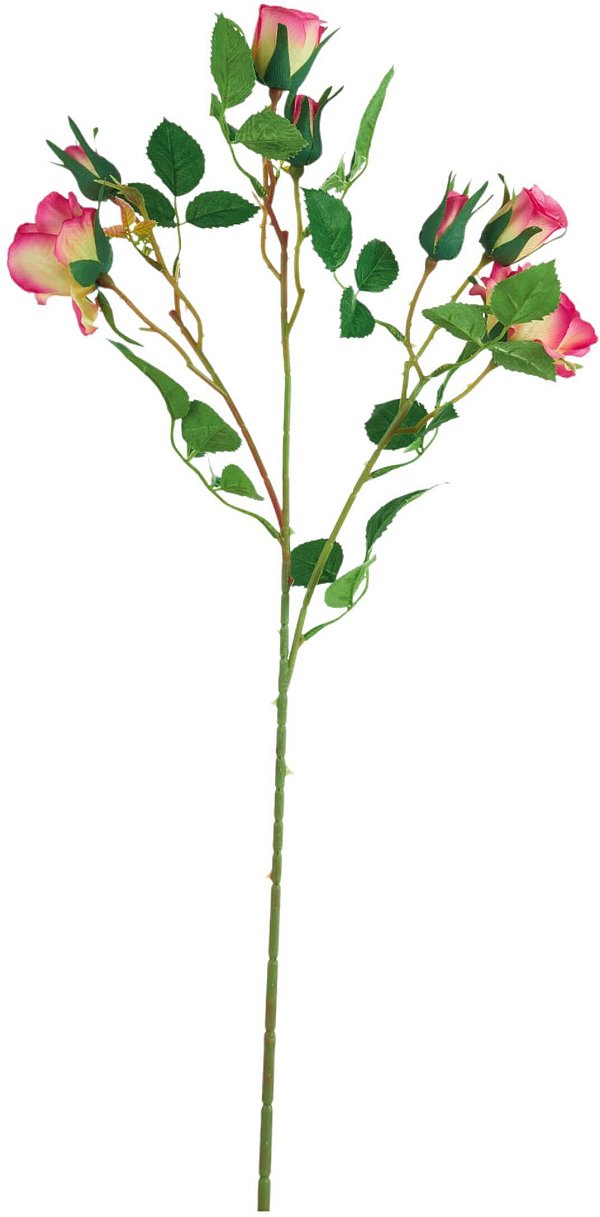Tralci Rosa Aida