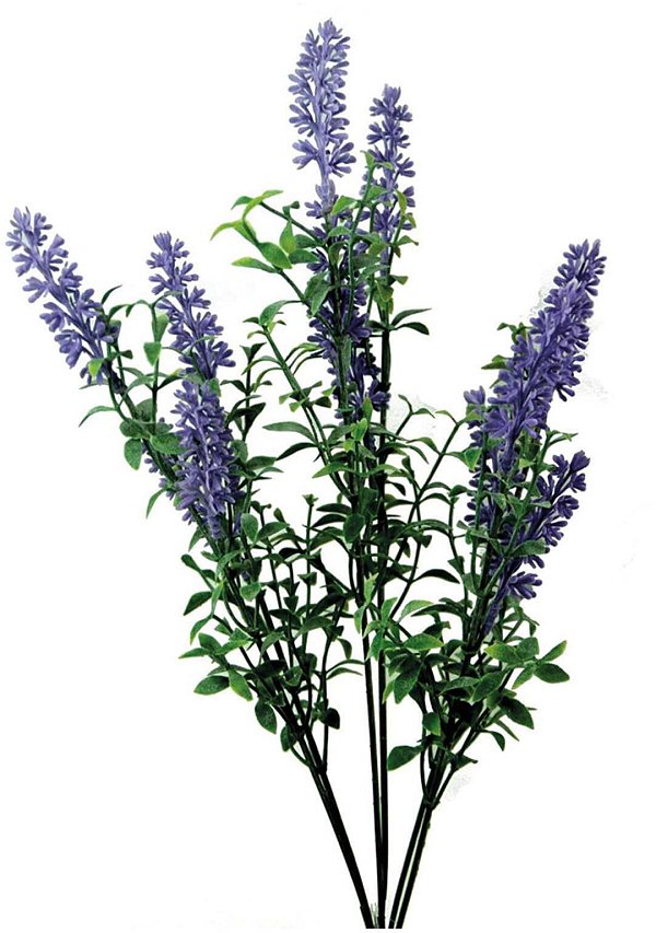 Mazzetti Lavanda