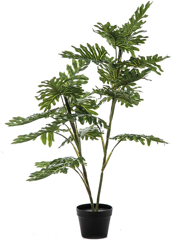 Pianta Philosellum Verde con 19 Foglie in Vaso