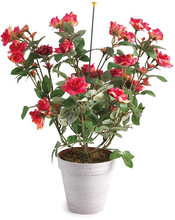 Baby Rosa in Vaso