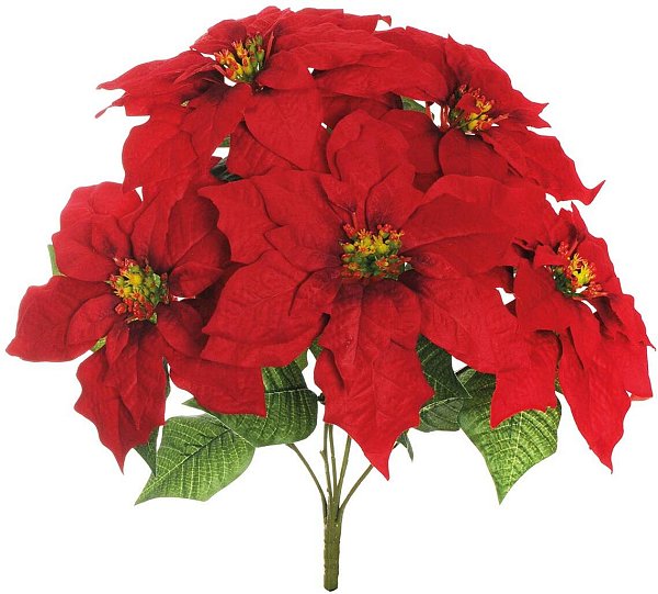 Bush Stella di Natale Rossa con 5 Fiori