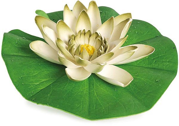 Fiori di Loto con Rugiada