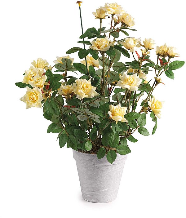 Baby Rosa in Vaso