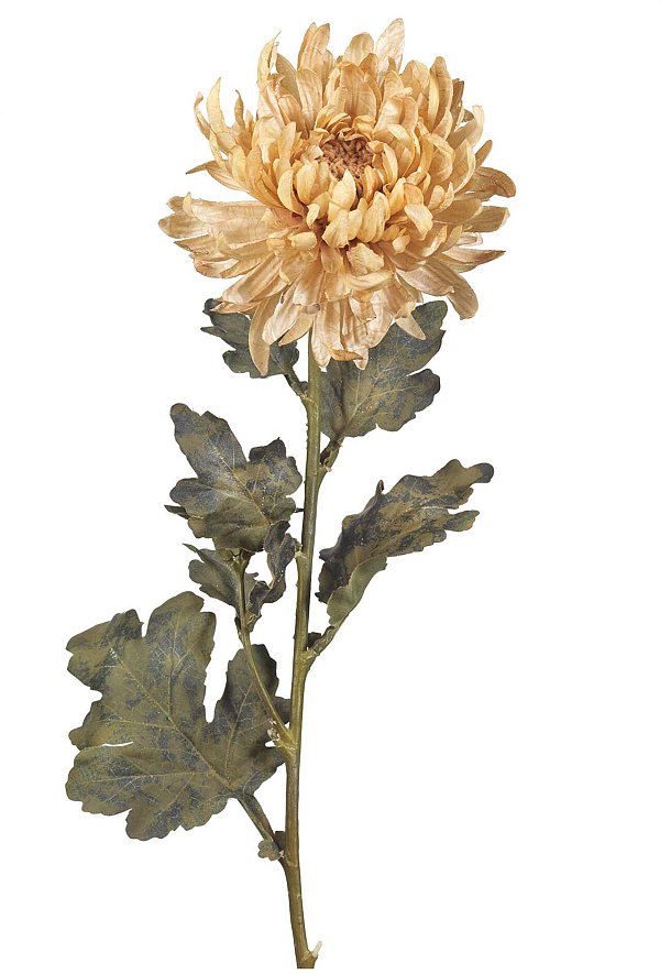 Rami Peonia Beige