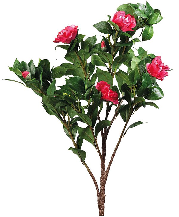 Camelia Rosa Intenso con 6 Fiori e 2 Bocci
