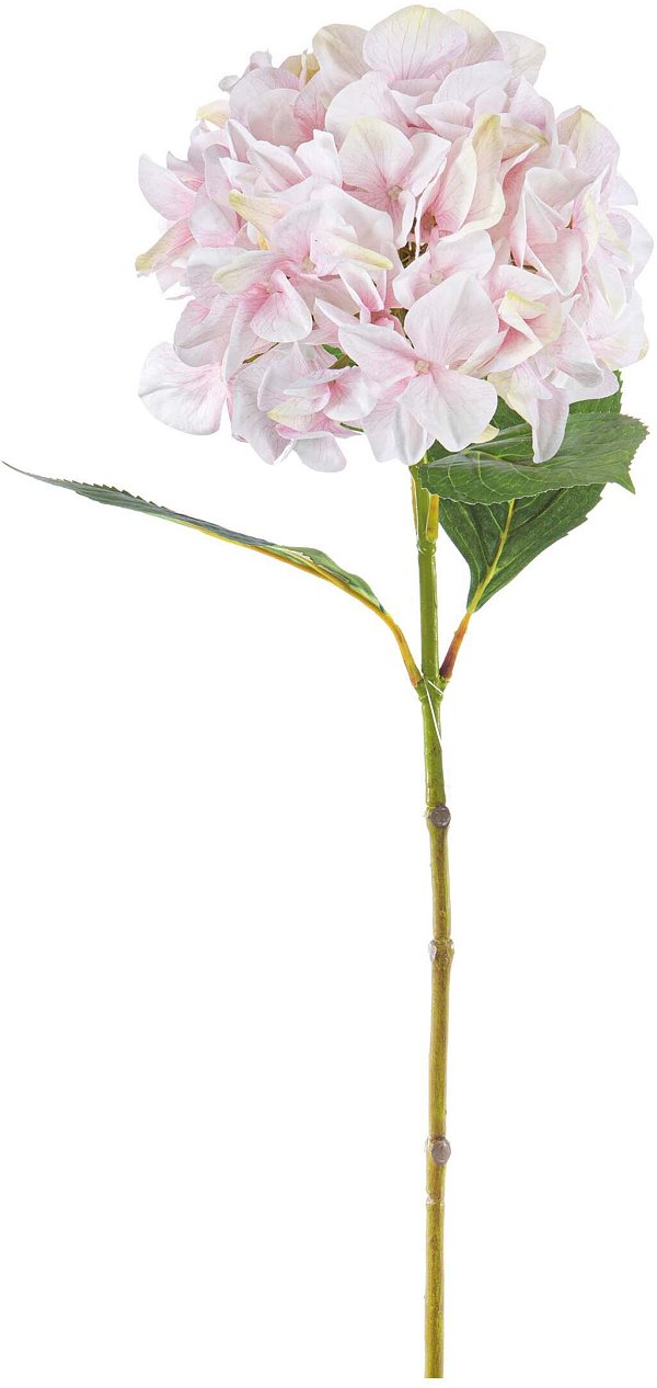 Ramo Ortensia