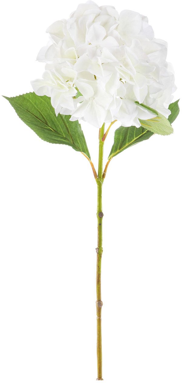 Ramo Ortensia