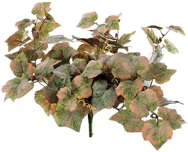 Bush Vite Frosted Autunnale
