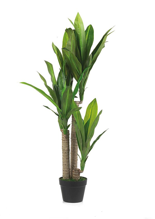 Dracaena Verde in Vaso