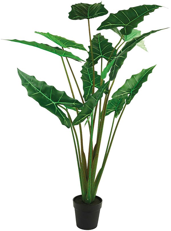 Pianta Alocasia Verde in Vaso
