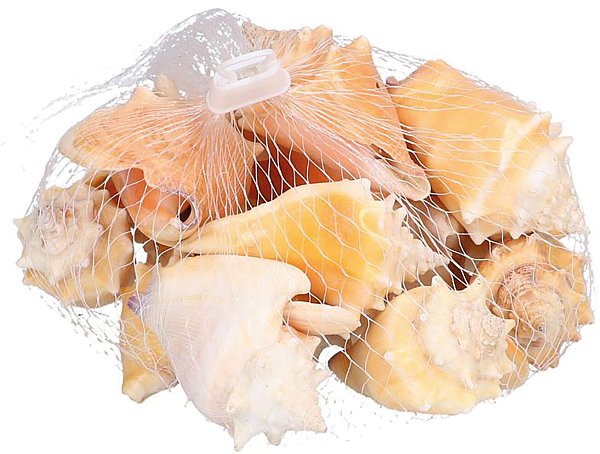 Retina Conchiglie Miste Ambra