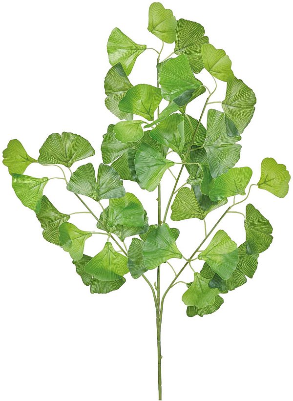 Rami Foglia Ginko Variegata