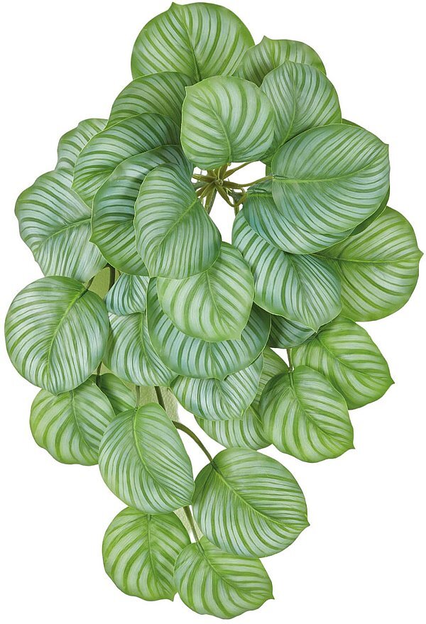Bush Calathea Verde Variegata