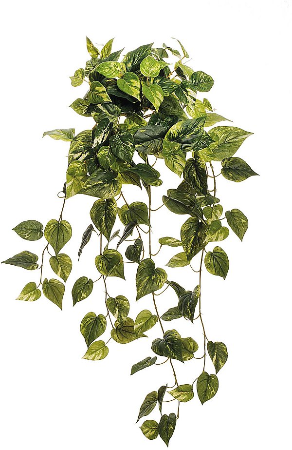 Bush Pothos Pendente Verde