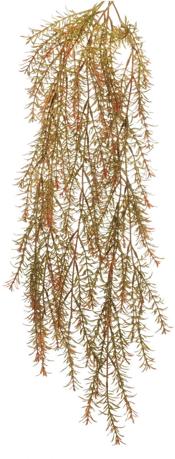 Bush Rosmarino Rampicante Verde/Bordeaux