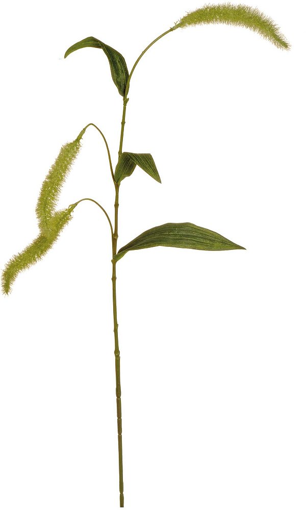 Rami Setaria