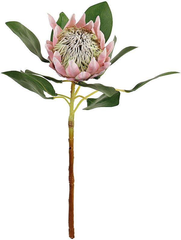 Ramo King Protea