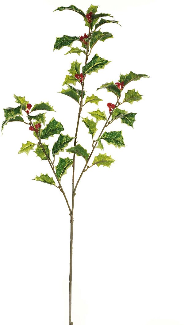 Rami Agrifoglio Variegato con Bacche