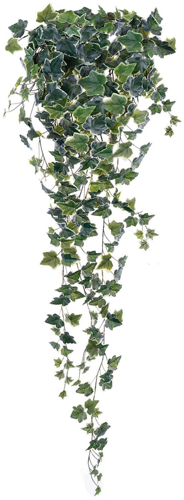 Bush Edera Variegata Pendente