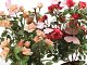 piantine_rosa