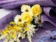 MERLO_f166