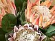 protea