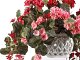 gerani_rosa_rosso_leb4-2a